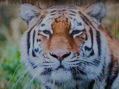 Smile Holidays 2026 picture 