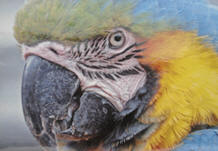 Smile Holidays Norfolk and Cotswold PHOTO parrot